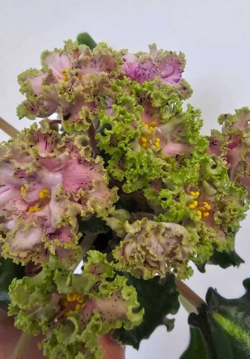 Fiołek afrykański sadzonka