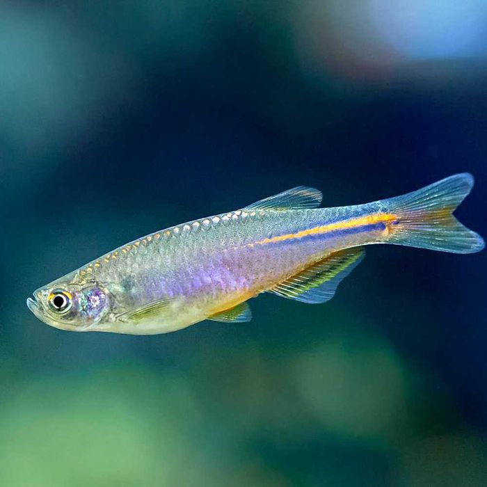 GB Danio Tęczowy, Danio Tęczowe - dowóz ryb!
