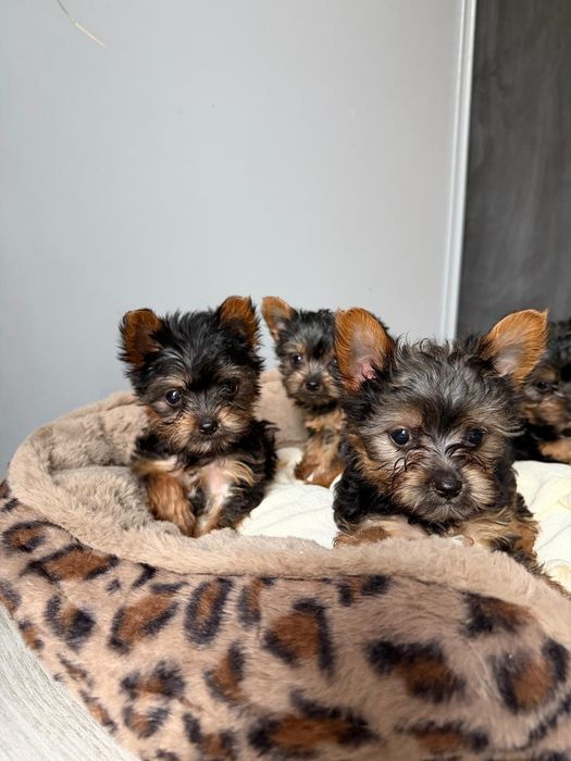 Yorkshire Terrier szczeniaczek piesek