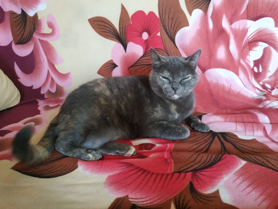 Зоогостиница  для кошек и котов\передержка.