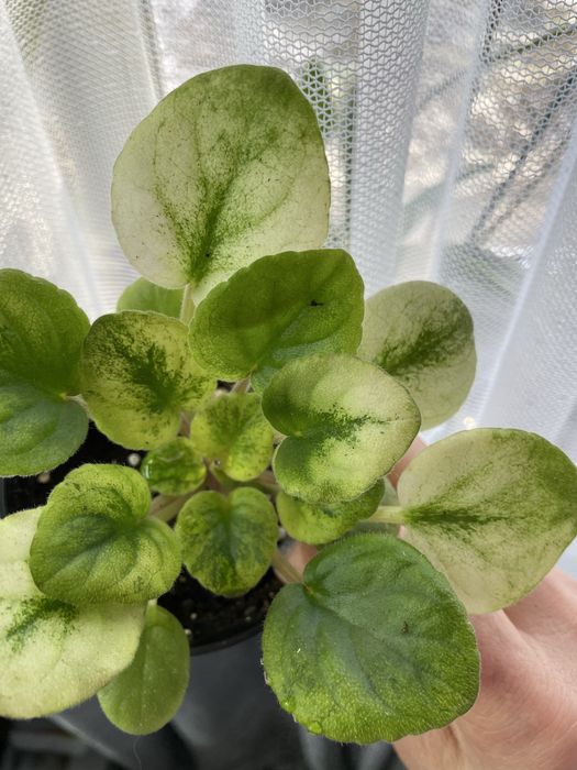 Фіалки трилер(кустові)