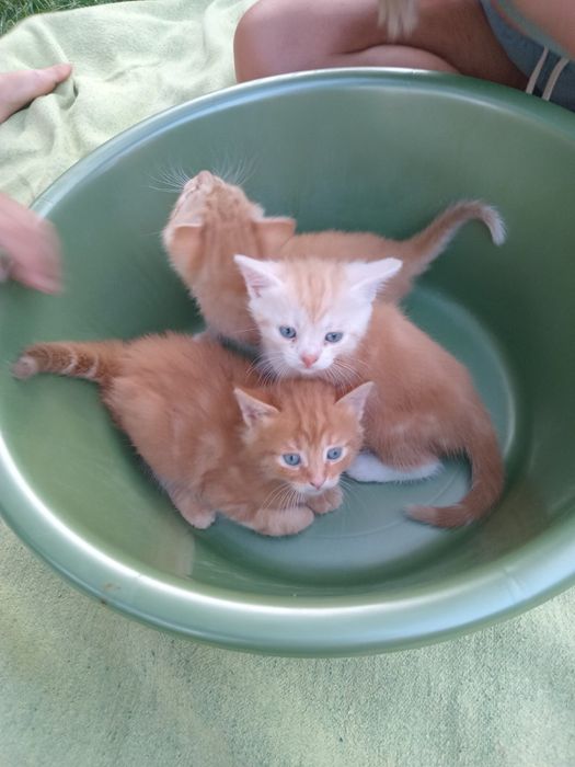 Руді кошенята на щастя, котеня