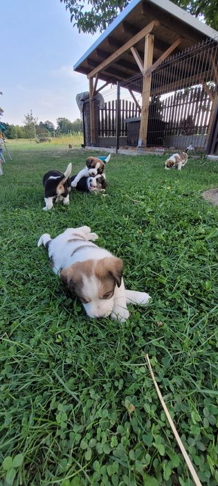 Pieski mama beagle