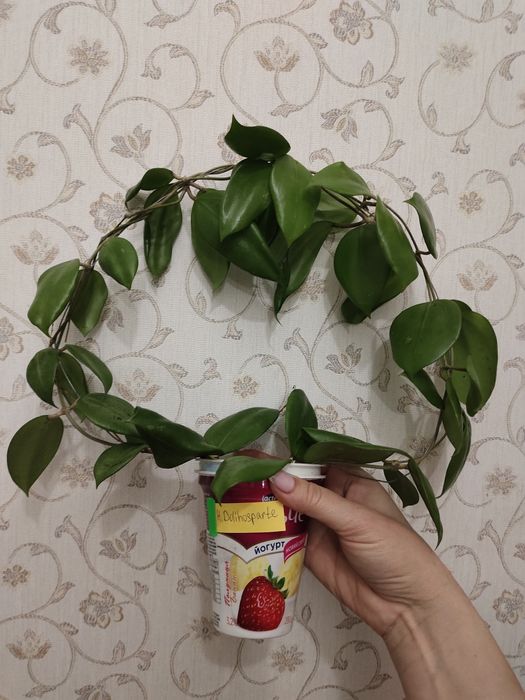 Хойї
Клуб любителей гибискусов Fl