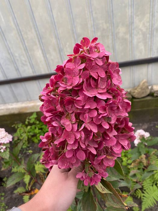 Гортензія метельчаста