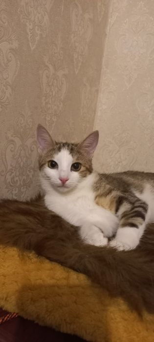 Милая Глаша ( 8 мес)  в бархатной шубке ищет заботу и дом