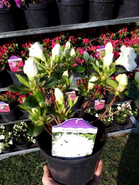 Azalia Japońska Rhododendron dużo odmian doniczka 2L
