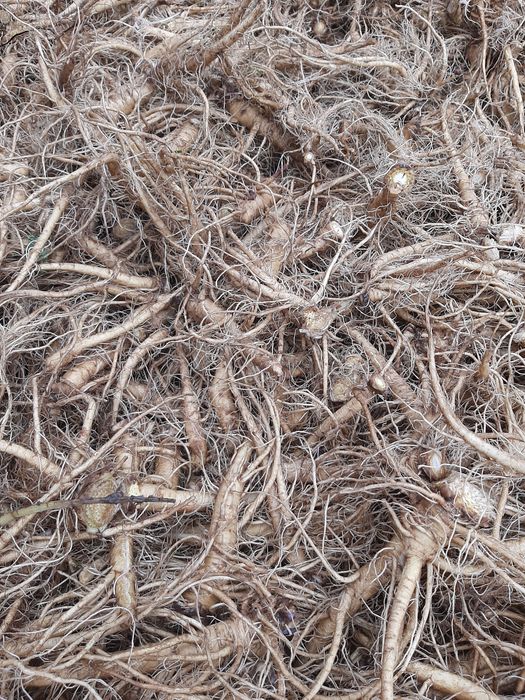 Szczeć pospolita surowy korzeń świeżo kopany 1kg