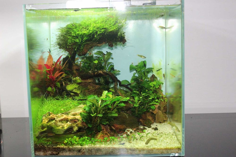 Aquário plantado completo
