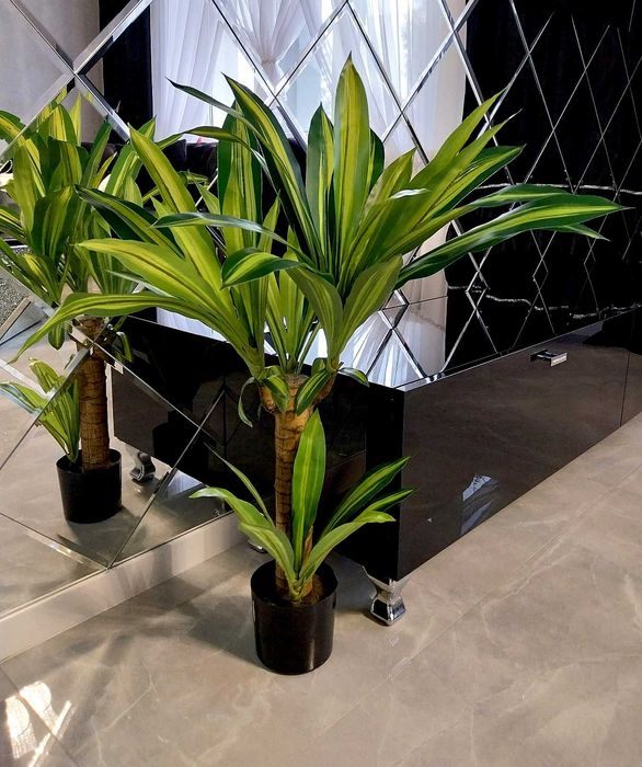 buy dracena plant Dracaena Elegance 10