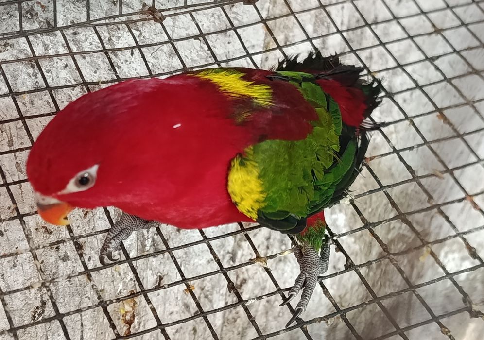 Para cedência Lory Garrulus