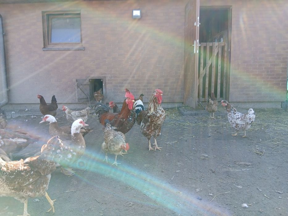 Jaja legowe  kur zagrodowych