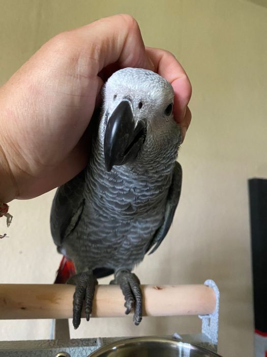 Papagaios cinzento