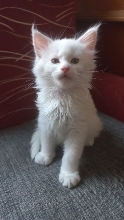 Kocurek Maine Coon WCF