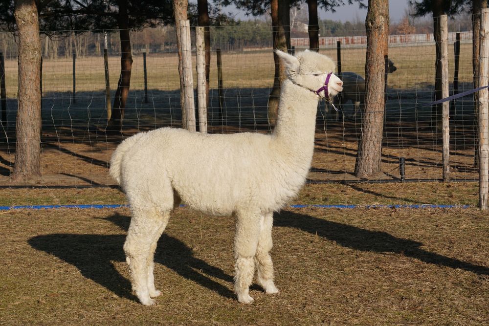 Alpaka samiec reproduktor biały Antares Hunter
