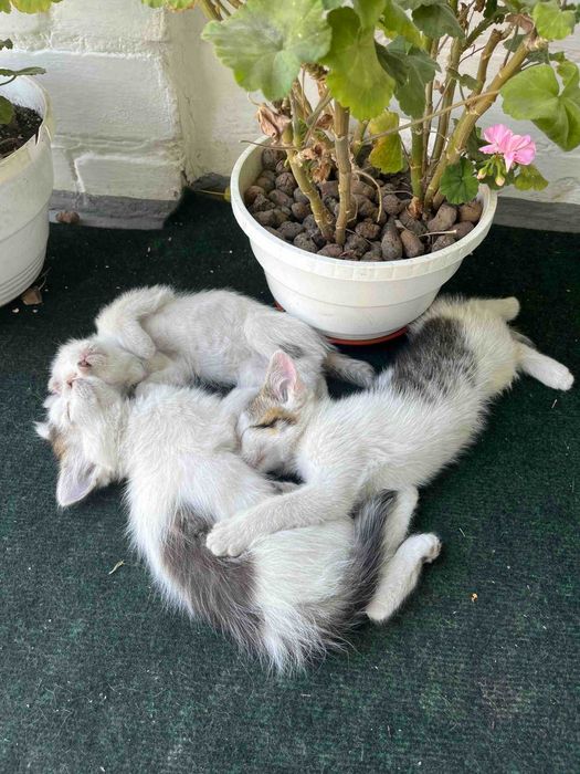 Чотири коти з унікальним характером шукають дім