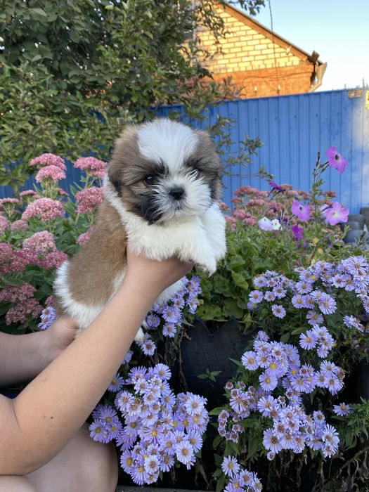 хлопчик  шитцу привитий з родоводом