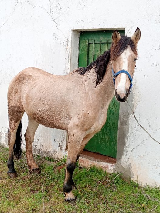 Vendo égua baia mansa