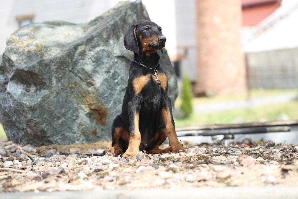 Doberman szczeniak suka