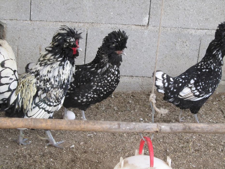 Raças galinhas Surenha morucha entre outras raças