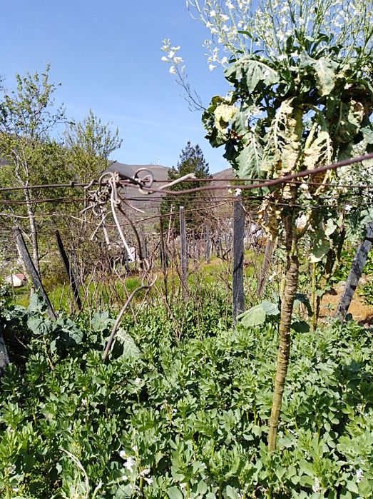 Casa   para  venda .