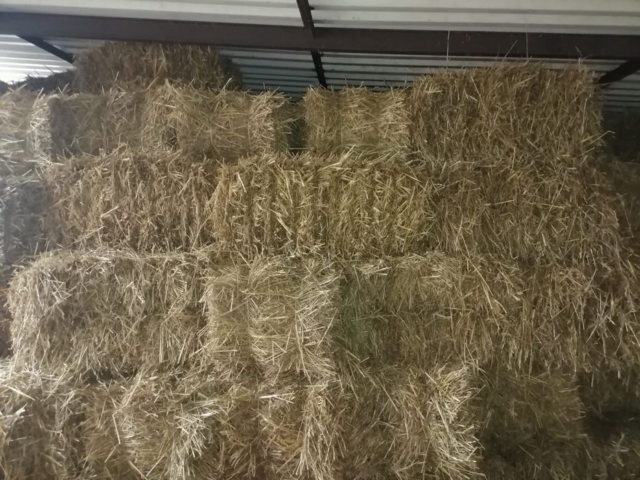 Słoma w kostkach 2025