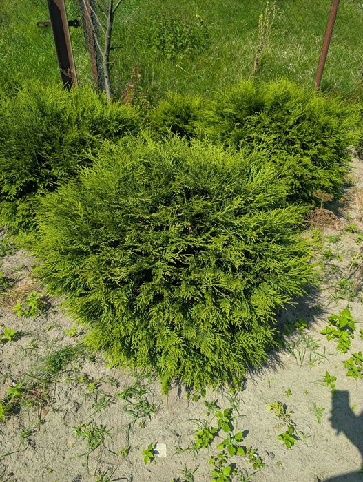 Туя Колумна. Туя смарагд. Самшит. Голуба ялинка. Вічнозелені рослини