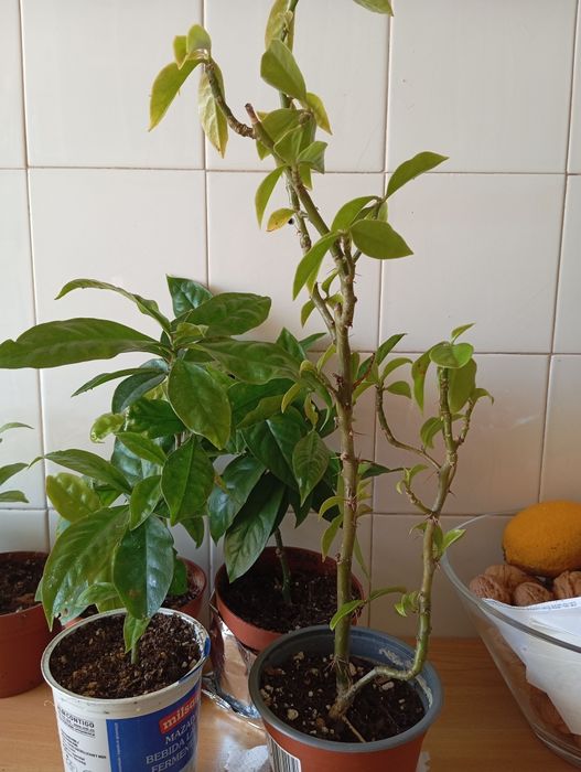 Planta ora pro nobis