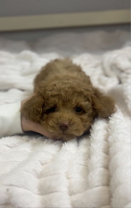 Мікро хлопчик мальтипу