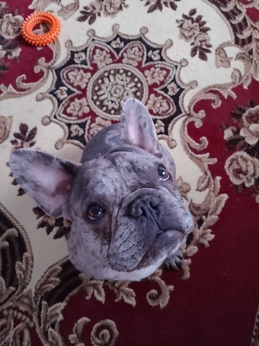 В'ЯЗКА Французький бульдог