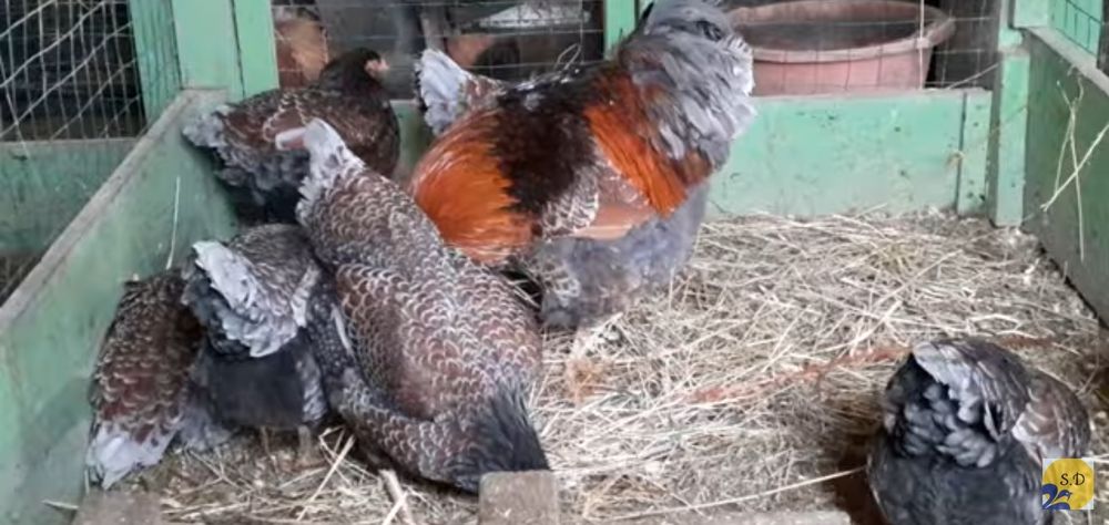 Інкубаційні яйця кури Віандот чорне золото