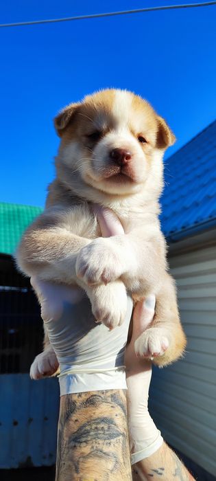 Куменді дітлахи- продаж