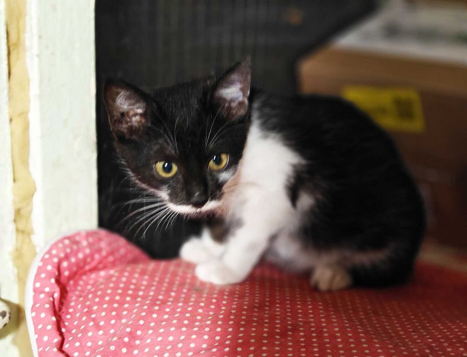 Мурчик, маленький котик, 3 місяці, він чекає на свою людину. Кошеня.