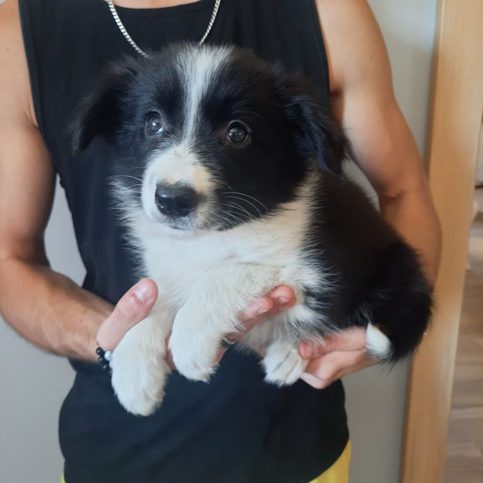 Border Collie piesek