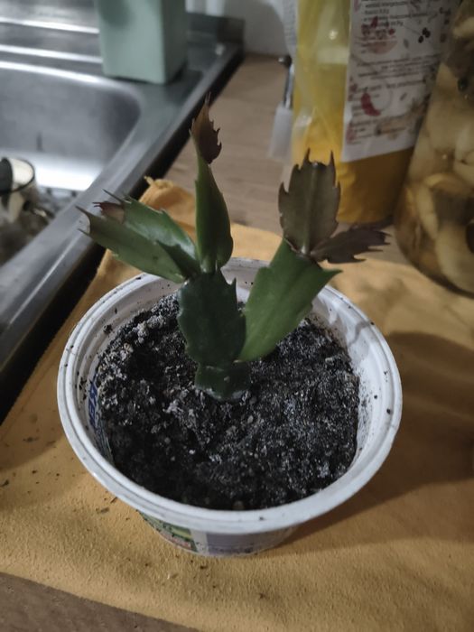 Grudnik Grudzień Kaktus Bożonarodzeniowy