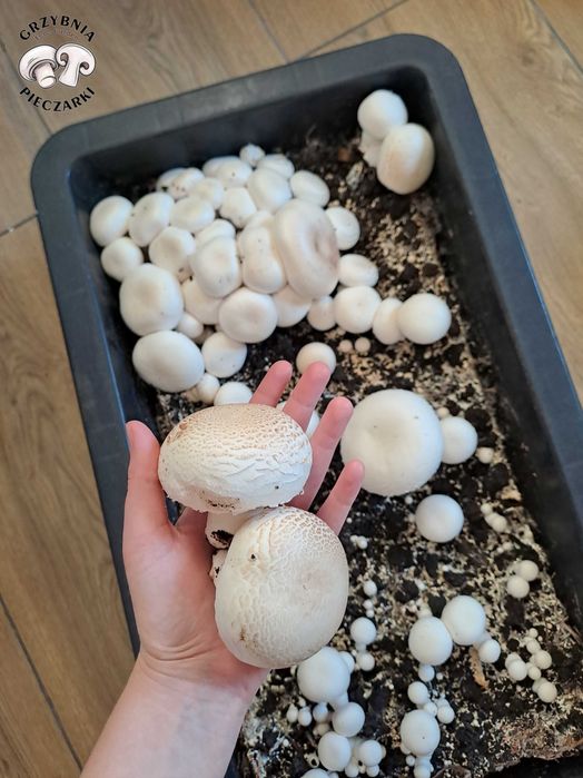 Grzybnia Pieczarki 20 kg