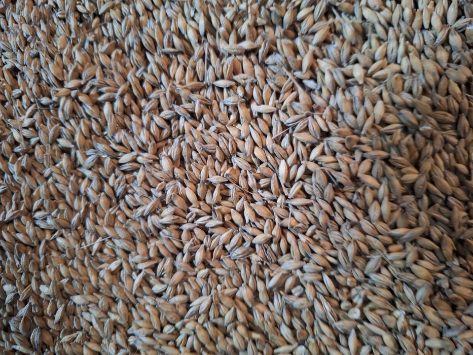 Mieszanka zbożowa pszenica-jęczmień i pszenica,buraki,ziemniaki paszow