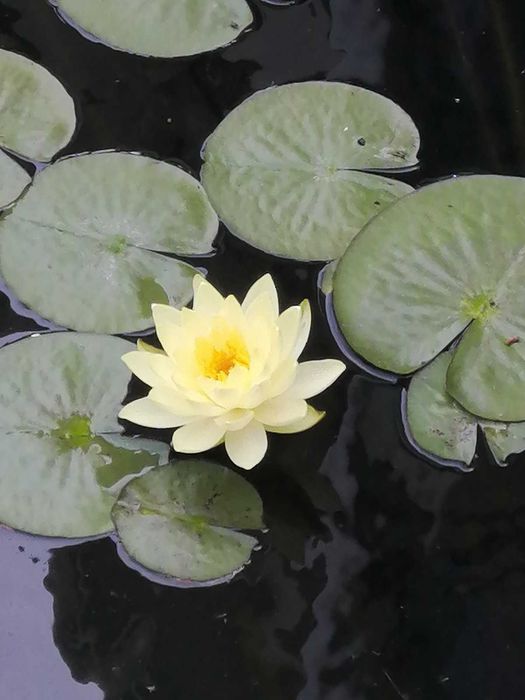 Продажа шикарного дома в Совиньоне