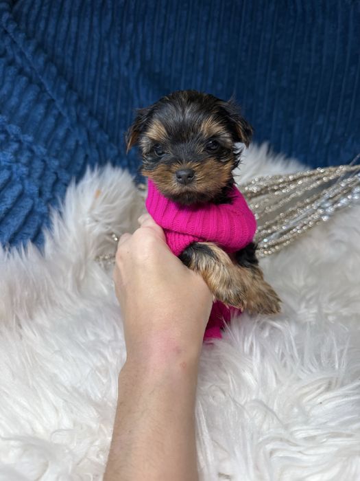 Йорк  терєр цуценятка