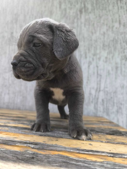 cane corso szczeniak