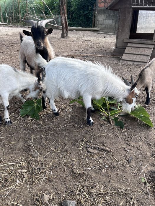 Cabrito anao bebe
