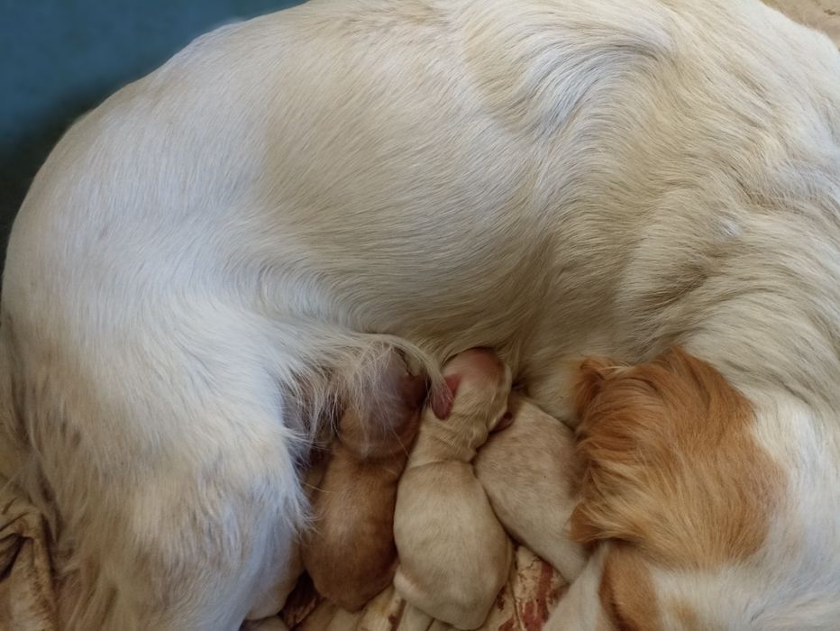 Англійські кокер спаніелі для броні