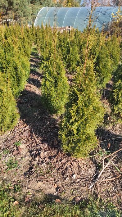 Tuja smaragd 90 100 cm thuja thuje szmaragd kopane z gruntu WYPRZEDAŻ