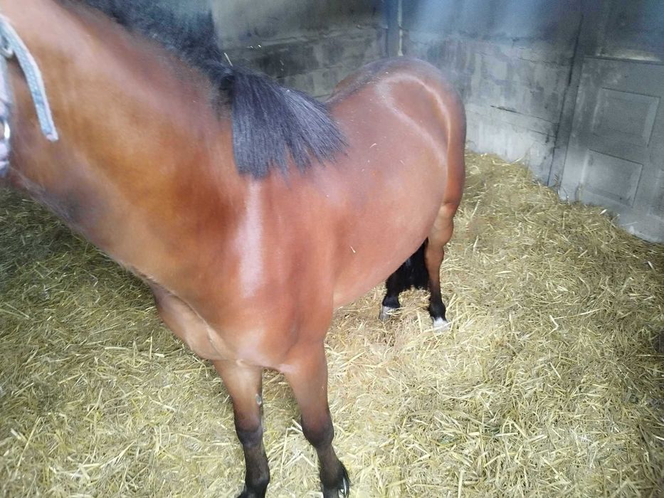 Sprzedam konia ogiera