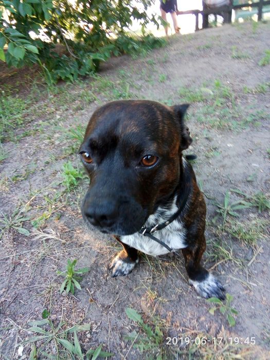 Вязка (мальчик) на щенков не претиндуем.