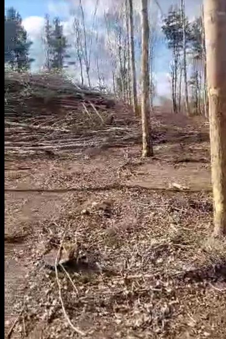 Profesjonalna wycinka drzew i czyszczenie działek oraz sadów