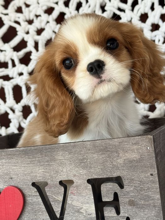 Sunia blenheim - Cavalier King Charles Spaniel