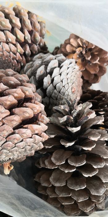 Pinhas abertas e secas