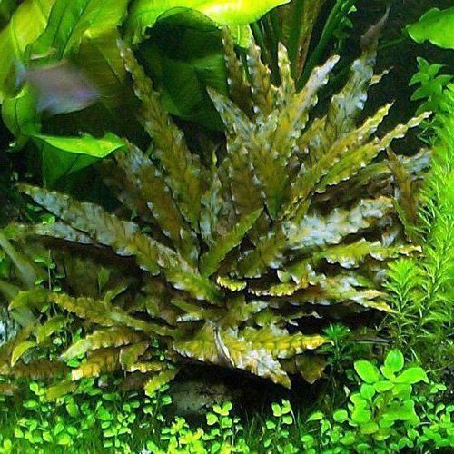 Криптокарина красная и зелёная Вендта