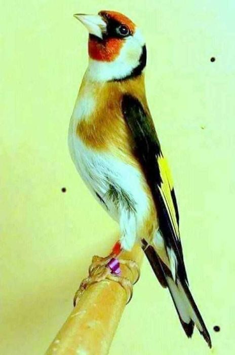 Vendo roseicolis criados a mão meiguinhos